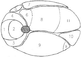 Major Muscles Of The Carcass