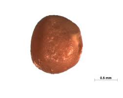 Image result for Indigofera subargentea