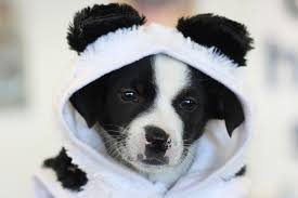 Does the aspca adoption center euthanize animals? Travel Pr News Zoo Atlanta And The Atlanta Humane Society To Host Pet Adoption Event On Saturday April 28 2018