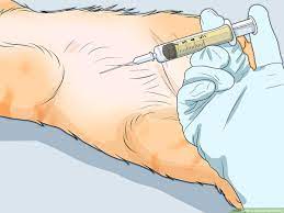 How To Calm A Cat In Heat 11 Steps With Pictures Wikihow