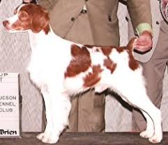 ABC National Specialty