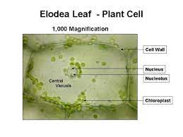 Observe the labeled diagram of plant cell. Cells Under A Microscope By Jaimarie Nelson