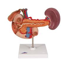 Upper body muscle anatomy conclusions. Rear Organs Of Upper Abdomen Model 3b Scientific 1000309 K22 2