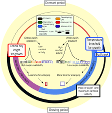 Plant hormone responsible for cell division. The Role Of Plant Hormones In Tree Ring Formation Springerlink