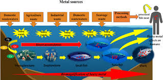 Image result for Scombroid Fish Poisoning