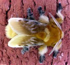 Maybe you would like to learn more about one of these? Southern Flannel Moth Megalopyge Opercularis Bugguide Net