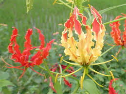 Image result for Colchicaceae