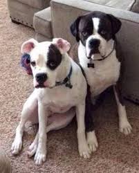 Having Two Boxer Dogs What You Need To Know