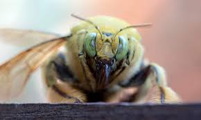 3 how to get rid of bumble bees around your house. What Is A Carpenter Bee Environmental Pest Management