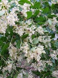 Image result for Monodora junodii