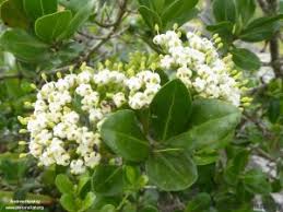 Image result for Dolichandrone alba