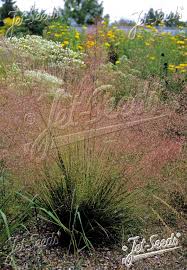 Image result for Eragrostis botryodes