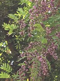 Image result for Millettia drastica