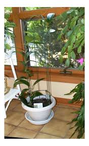 Give your plant the support it needs! New Hoya Trellis Idea