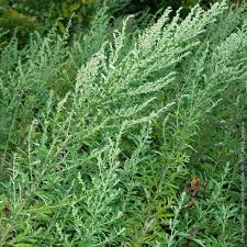 Mugwort: Usefulness and Safety | NCCIH