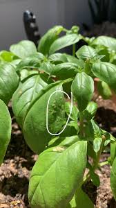 Image result for Triumfetta angolensis