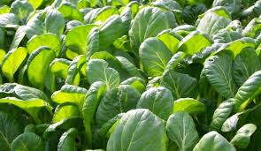 Paling penting adalah untuk memilih keratan. 5 Panduan Lengkap Cara Budidaya Bayam Jepang Yang Kaya Manfaat Bagi Pemula Faunadanflora Com