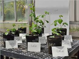 Image result for Desmodium intortum