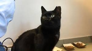 We raise kittens to live with a family and learn the habits and traditions of people in this family and not a cat family. Black Cats Up For Adoption On Friday The 13th Video Abc News