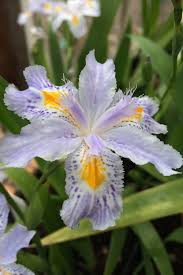 Post hole digging for fence posts. Buy Eco Easter Fringed Japanese Iris Free Shipping 2 Pack Of Quart Size Plants For Sale Online From Wilson Bros Gardens