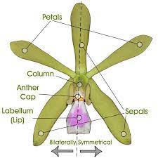Pin On Orchid Flowers 1