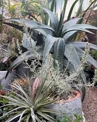 Image result for Tragia gardneri