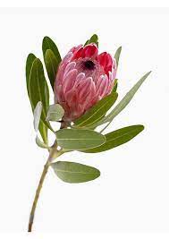 Print Of Protea Neriifolia X Susannae Pink Ice Protea Flower Botanical Flowers Flower Photos