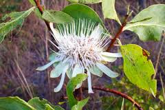 Image result for Protea madiensis