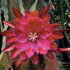 This is how to cut and propagate a cactus easily. Orchid Cactus Care How To Flower Spring Blooming Orchid Cactus