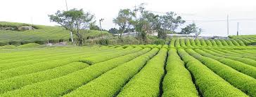 Little bit surprised that there are no function rooms or tea rooms or we recommend booking kericho tea plantations tours ahead of time to secure your spot. Tea Prices Fall With Increased Supply
