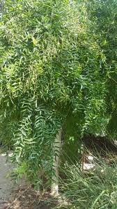 Image result for Styphnolobium