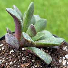 Image result for Anacampseros subnuda