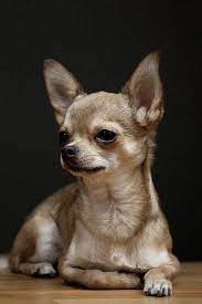 Pin By All About Chihuahuas At Chiwaw On Chihuahua Pics 3 Chihuahua Puppies Chihuahua Love Dog Love