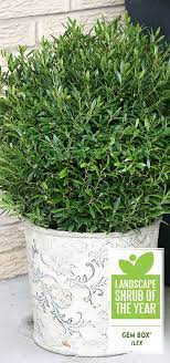 Gem Box Inkberry Holly Ilex Glabra Proven Winners Diy Container Gardening Container Garden Design Container Gardening