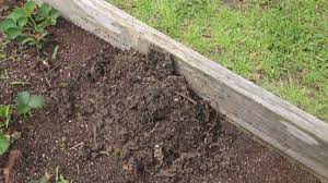 Wear protective shoes and rake the ant hill from different angles throughout the grass every be generous with the pepper, and spread it around every couple of days for another week to get rid of ants. How To Get Rid Of Ants In Your Garden 100 Proof It Works Youtube