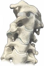 These joints, along with spinal disks, help provide support and . Reduction Of Locked Cervical Facets Manual Anterior Open Posterior Open Springerlink