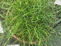 Image result for Cyperus spiralis