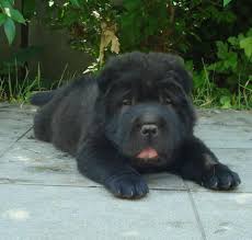 The bear coats are fluffy little creatures with a top coat which is longer than 1 inch. Bear Coat Shar Pei Home Facebook