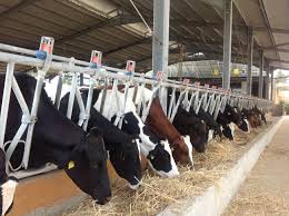 At A Cattle Farm In Malta We Do Have Cattle Too Photo By Jeanette Borg Merill Eco Tours And Local Products Cattle Farming Ecotourism Photo