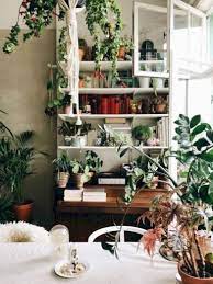 Pin On House Plants