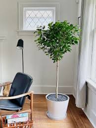 Image result for Ficus demeusei