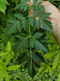 Image result for Melia azedarach