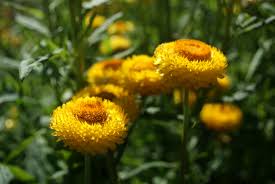 Image result for Helichrysum brassii