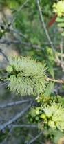 Image result for Melaleuca quinquenervia