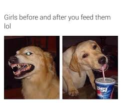 Hungry Girlfriend Silly Memes Funny Dogs Funny Pictures Funny