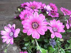 Image result for Osteospermum monocephalum