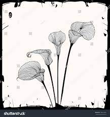 Sketch Of Calla Lilies Flowers Element For Design Vector Illustration Calla Lily Tattoos Flower Doodles Calla Lily Flowers