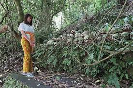 Where the Dead Laid to Rest: Unveiling the Mystical History of Trunyan Village