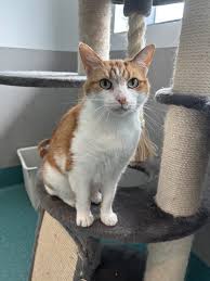 ‪Cat & Kitten Adoption NSW | RSPCA NSW‬‏