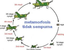 Daur hidup atau siklus hidup belalang dalam proses metamorfosis belalang ini hanya melalui 3 tahap yakni telur, nimfa lalu fase belalang dewasa yang kemudian belalang dewasa. Metamorfosis Tidak Sempurna Pengertian Fase Dan Contoh Hewannya